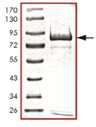 SDS-PAGE - Recombinant Human OXSR1 protein (AB125579)