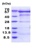 SDS-PAGE - Recombinant Human OXSR1 protein (AB187450)