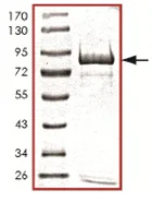 SDS-PAGE - Recombinant Human OXSR1 protein (GST tag N-Terminus) (AB125579)