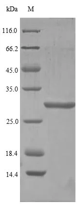 SDS-PAGE - Recombinant Human Oxyntomodulin (GST tag N-Terminus) (AB235719)