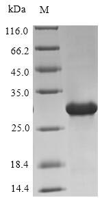 SDS-PAGE - Recombinant Human Oxytocin-neurophysin 1 protein (Tagged) (AB235866), expandable thumbnail