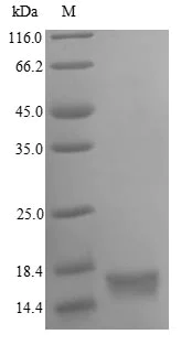 SDS-PAGE - Recombinant Human Oxytocin protein (His tag) (AB241448)