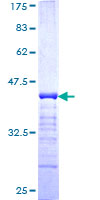 Recombinant Human p0071 protein