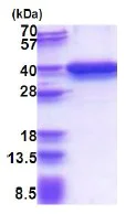 SDS-PAGE - Recombinant Human P15RS protein (His tag N-Terminus) (AB180347)