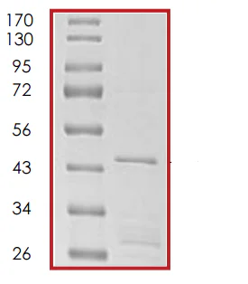 SDS-PAGE - Recombinant Human p21 protein (GST tag N-Terminus) (AB56278)