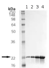SDS-PAGE - Recombinant Human p23 protein (AB113183)
