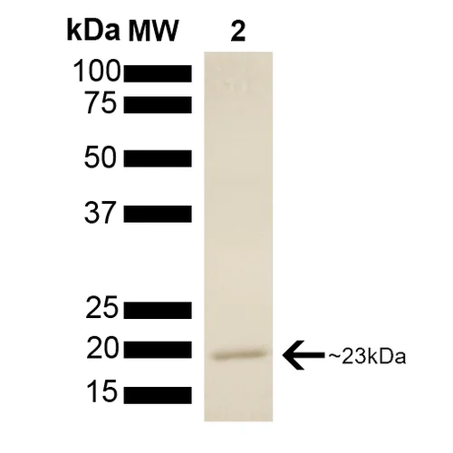 SDS-PAGE - Recombinant Human p23 protein (AB256162)