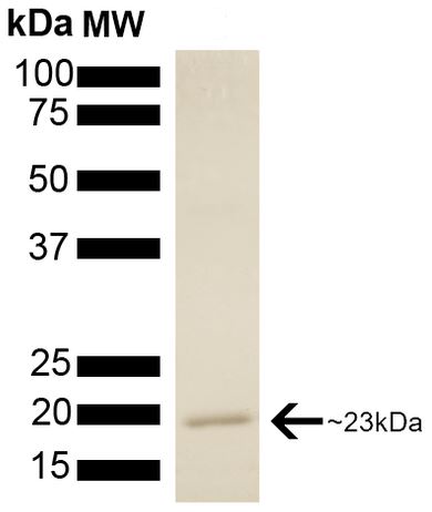 SDS-PAGE - Recombinant human p23 protein (Tag Free) (AB222791)
