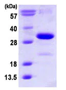 SDS-PAGE - Recombinant Human p27 KIP 1 protein (AB113602)