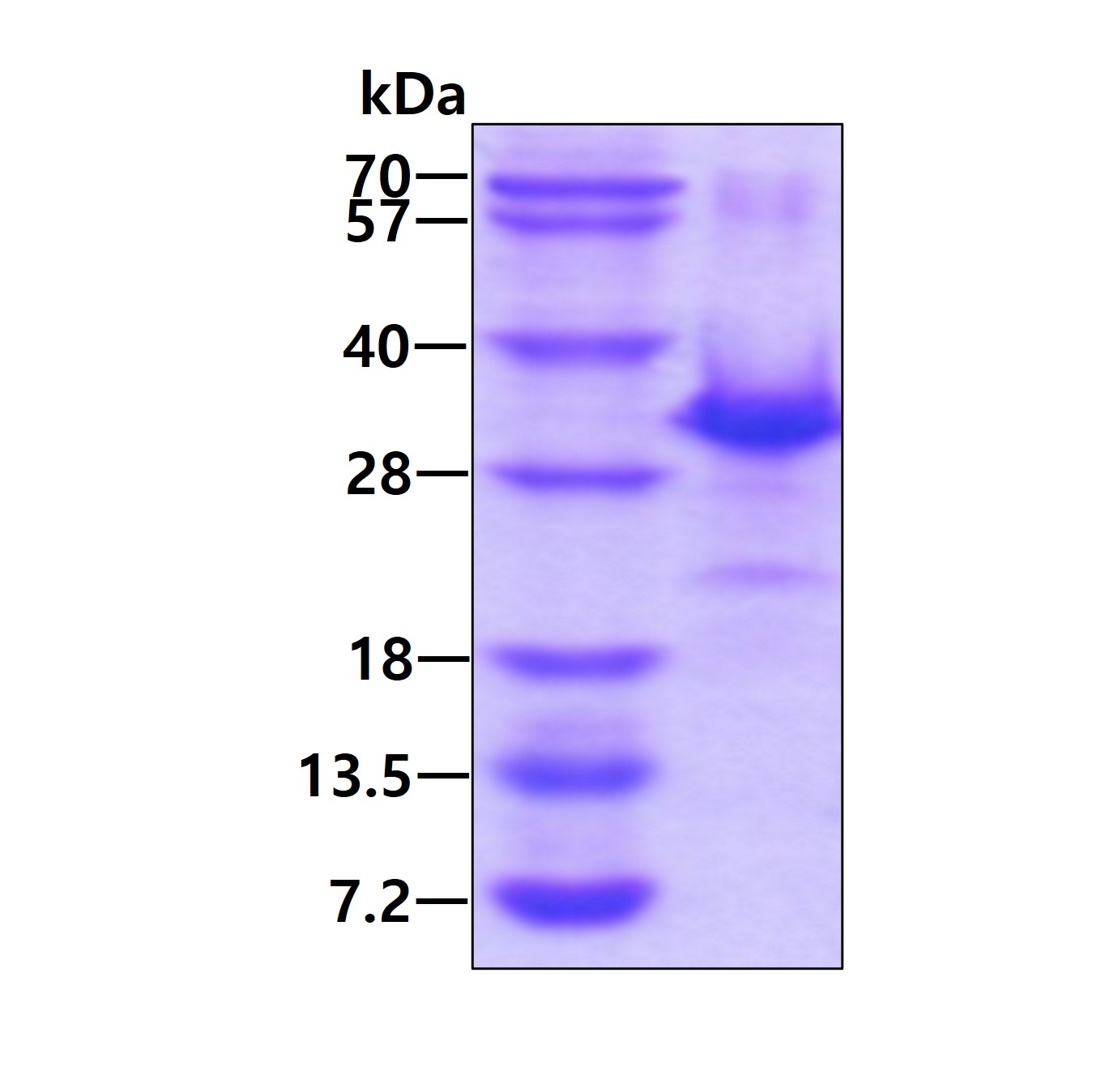 SDS-PAGE - Recombinant Human p27 KIP 1 protein (His tag N-Terminus) (AB113602)