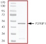 SDS-PAGE - Recombinant Human p27 KIP 1 protein (Tagged) (AB56279), expandable thumbnail