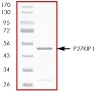 SDS-PAGE - Recombinant Human p27 KIP 1 protein (Tagged) (AB56279)
