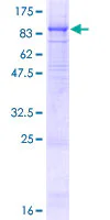 SDS-PAGE - Recombinant Human P2X7 protein (GST tag N-Terminus) (AB159042)