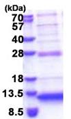 SDS-PAGE - Recombinant Human P311 protein (AB174390)