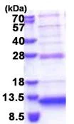 SDS-PAGE - Recombinant Human P311 protein (His tag N-Terminus) (AB174390)