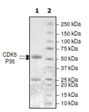 SDS-PAGE - Recombinant human p35 + CDK5 protein (GST tag N-Terminus) (AB271460)