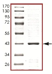 SDS-PAGE - Recombinant Human p38 alpha/MAPK14 protein (AB177254)