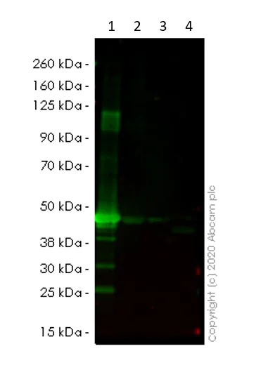 Western blot - Recombinant Human p38 alpha/MAPK14 protein (AB82188)