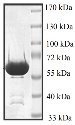 Recombinant Human p38 alpha/MAPK14 protein