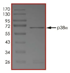 SDS-PAGE - Recombinant human p38 alpha/MAPK14 protein (Active) (AB268832)