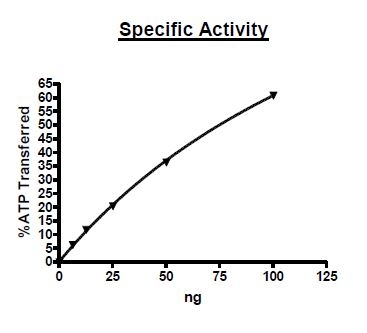 Recombinant human p38 alpha/MAPK14 protein (Active)