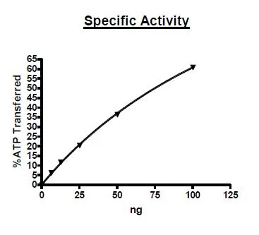 Functional Studies - Recombinant human p38 alpha/MAPK14 protein (Active) (GST tag N-Terminus) (AB271647)