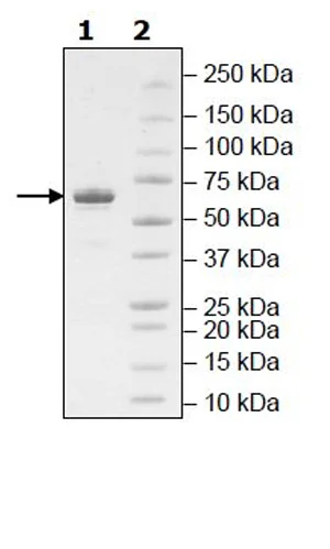 SDS-PAGE - Recombinant human p38 alpha/MAPK14 protein (Active) (GST tag N-Terminus) (AB271647)
