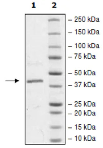 SDS-PAGE - Recombinant human p38 alpha/MAPK14 protein (Active) (His tag N-Terminus) (AB271606)