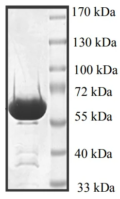 SDS-PAGE - Recombinant Human p38 alpha/MAPK14 protein (GST tag N-Terminus) (AB95445)