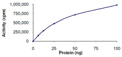 Functional Studies - Recombinant human p38 beta/MAPK11 protein (GST tag N-Terminus) (AB125663)