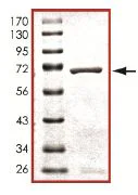 SDS-PAGE - Recombinant human p38 beta/MAPK11 protein (GST tag N-Terminus) (AB125663)