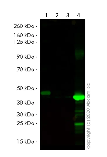 Western blot - Recombinant Human p38 beta/MAPK11 protein (His tag N-Terminus) (AB117219)