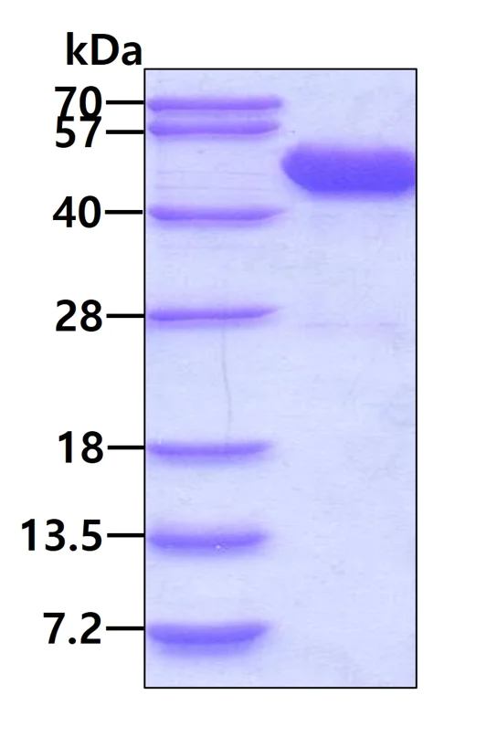 SDS-PAGE - Recombinant Human p38 delta/MAPK13 protein (AB113869)