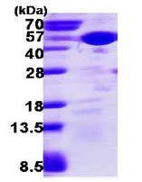 SDS-PAGE - Recombinant Human p38 delta/MAPK13 protein (AB113869)