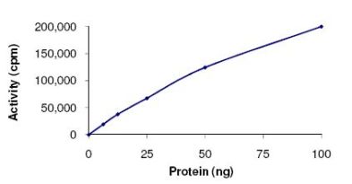 Functional Studies - Recombinant human p38 delta/MAPK13 protein (AB125643), expandable thumbnail
