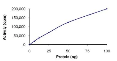 Functional Studies - Recombinant human p38 delta/MAPK13 protein (AB125643)