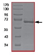 SDS-PAGE - Recombinant human p38 delta/MAPK13 protein (AB125643), expandable thumbnail
