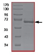 SDS-PAGE - Recombinant human p38 delta/MAPK13 protein (AB125643)