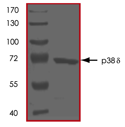 SDS-PAGE - Recombinant human p38 delta/MAPK13 protein (AB125643), expandable thumbnail
