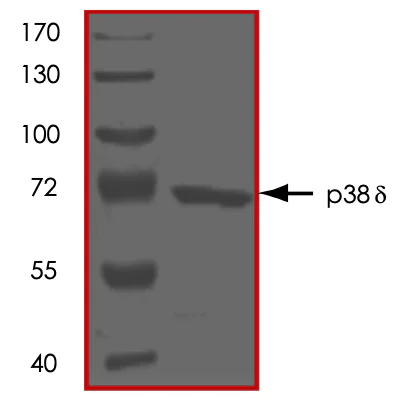 SDS-PAGE - Recombinant human p38 delta/MAPK13 protein (AB125643)