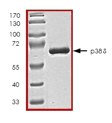 SDS-PAGE - Recombinant Human p38 delta/MAPK13 protein (AB45161)