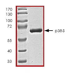 SDS-PAGE - Recombinant Human p38 delta/MAPK13 protein (GST tag N-Terminus) (AB45161)