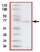 SDS-PAGE - Recombinant human p38 gamma/MAPK12 protein (AB125651), expandable thumbnail