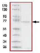 SDS-PAGE - Recombinant human p38 gamma/MAPK12 protein (AB125651)