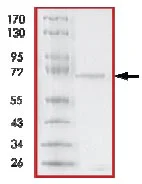 SDS-PAGE - Recombinant human p38 gamma/MAPK12 protein (AB125651)