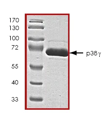 SDS-PAGE - Recombinant Human p38 gamma/MAPK12 protein (AB45160)