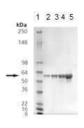 SDS-PAGE - Recombinant Human P4HB protein (AB115719)