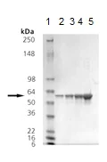 SDS-PAGE - Recombinant Human P4HB protein (AB115719)