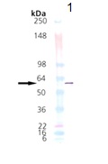 Western blot - Recombinant Human P4HB protein (AB115719)