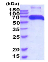 SDS-PAGE - Recombinant human P4HB protein (His tag) (AB206803)